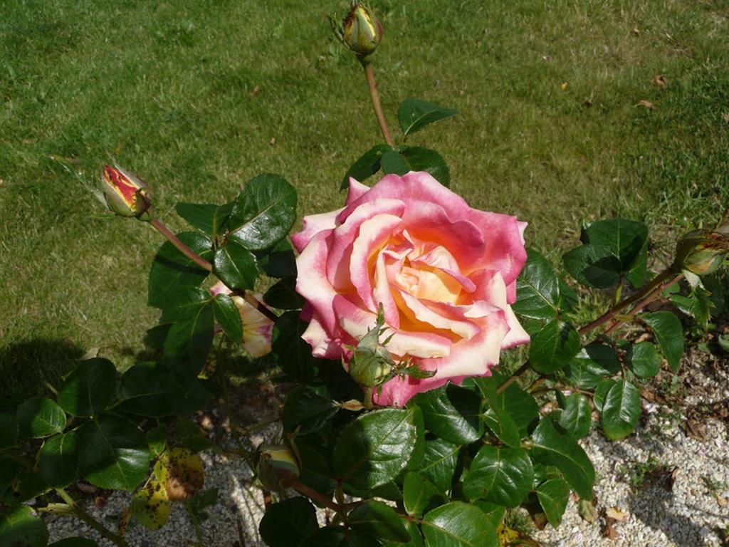 Le Clos Des Pommiers Tracy-sur-Mer Bagian luar foto